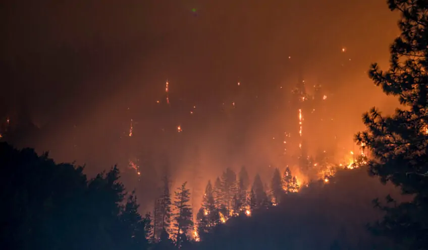 Hitzewellen, Waldbrände und ihre Folgen
