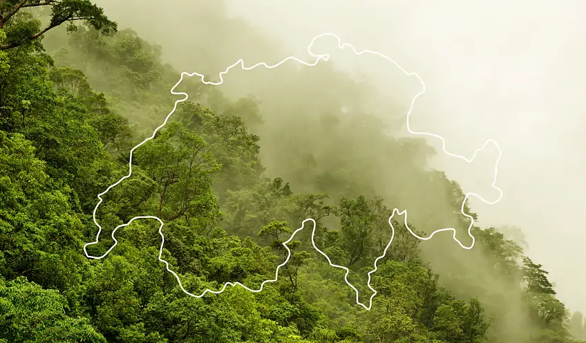 Was hat die Schweiz mit dem Regenwald zu tun?