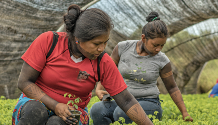 Baumschularbeiterinnen der Emberá-Gemeinschaft
