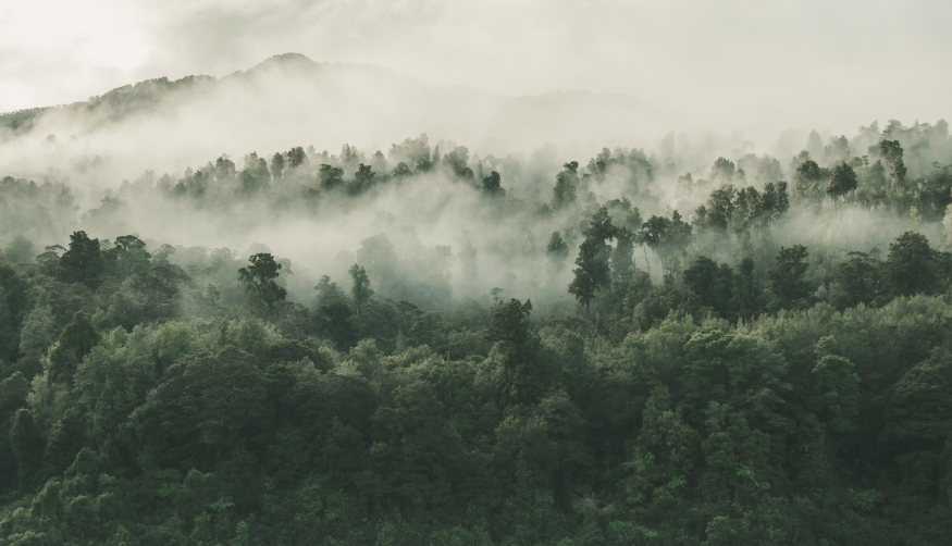 Tropische Regenwälder als wichtiger CO2-Speicher