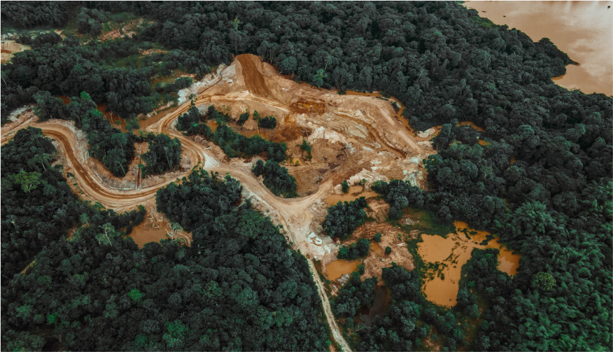 Die Abholzung des Regenwalds und ihre Folgen